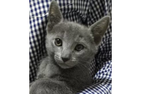 東京都でロシアンブルーの子猫を探す（27ページ目）｜子猫